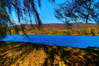 Scenic view of lake in forest