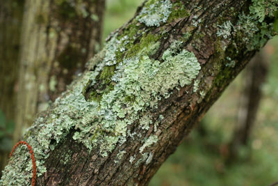 Close-up of moss on tree trunk