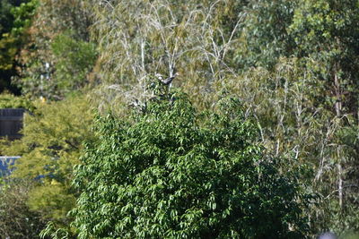 Plants growing on tree