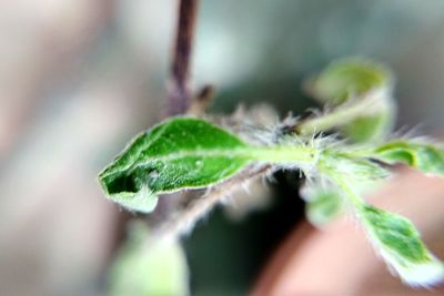 Close-up of insect on plant