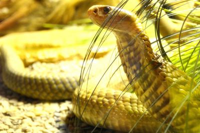 Close-up of yellow lizard