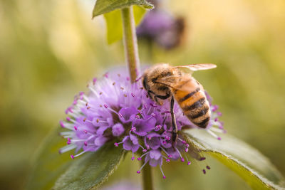 Close-up of bee pollinating on purple flower