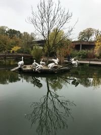 Swan swimming on lake against sky