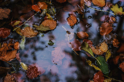Close-up of dry leaves floating on water