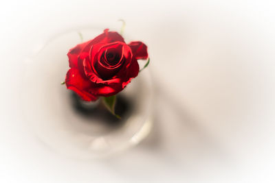 Close-up of red rose over white background