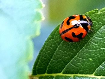 Close-up of ladybug on leaf