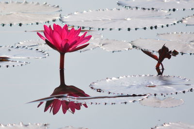 Pink water lily blooming in pond