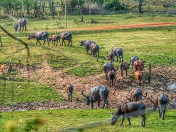 Horses grazing in a field