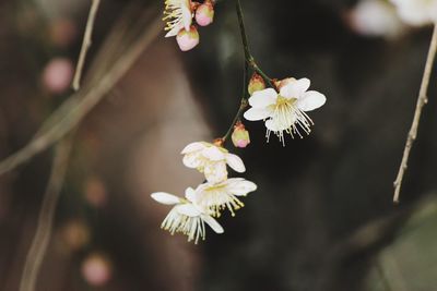 Close-up of white cherry blossoms in spring