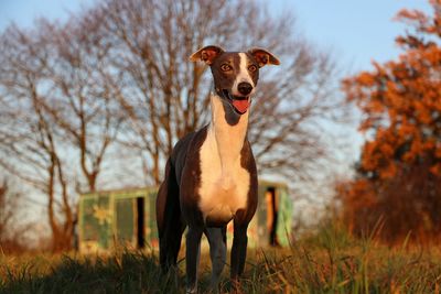 Portrait of dog standing in field