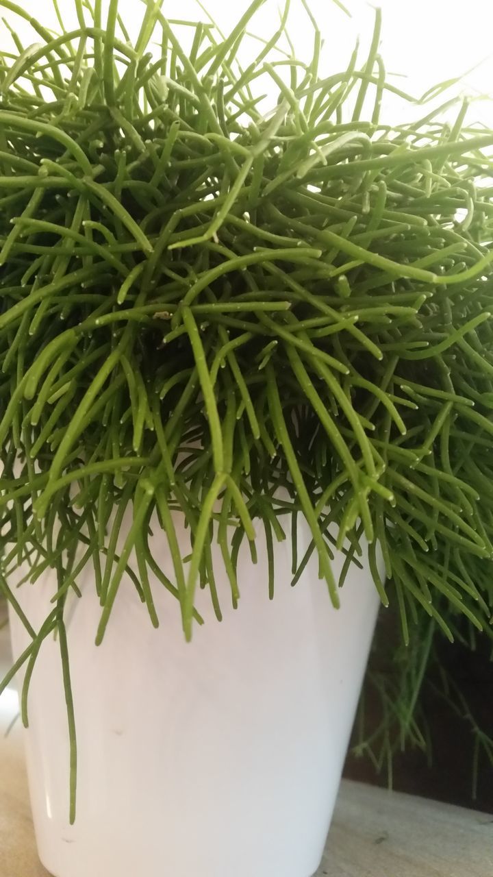 green color, plant, growth, leaf, potted plant, high angle view, close-up, indoors, green, freshness, nature, no people, day, front or back yard, still life, growing, food and drink, food, table