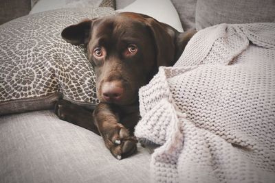 Close-up of dog sitting at home