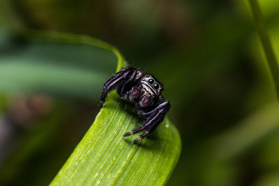 Close-up of insect on leaf