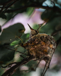 Close-up of dry leaf on plant