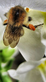 Close-up of insect on flower