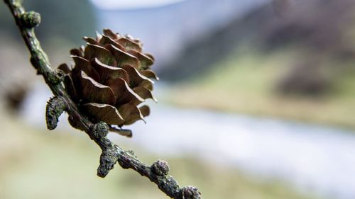 Close-up of plant against blurred background