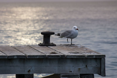 Seagull perching on a pier