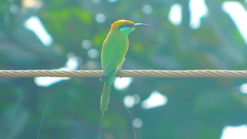 Close-up of bird perching on tree