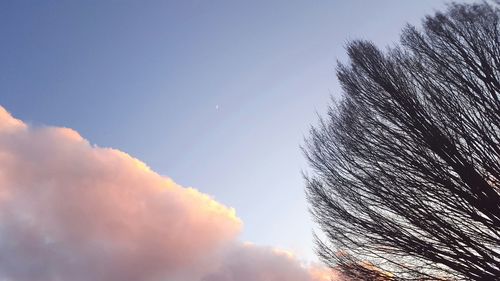 Low angle view of trees against sky