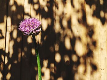 Close-up of purple flowering plant