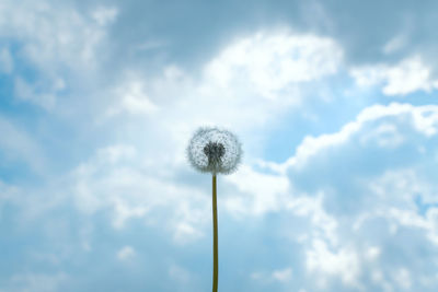 Low angle view of dandelion against sky