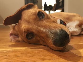 Close-up portrait of dog lying on floor at home