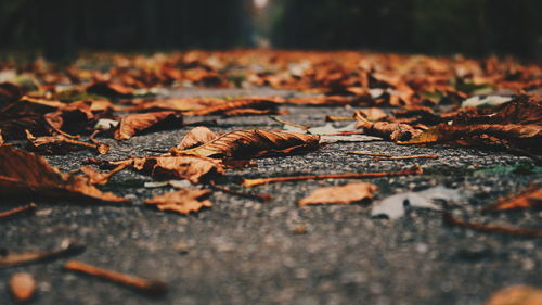 Close-up of dry leaves on ground