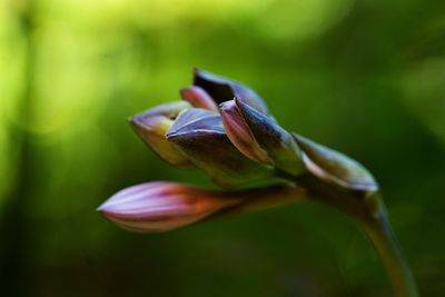 Close-up of purple flowering plant