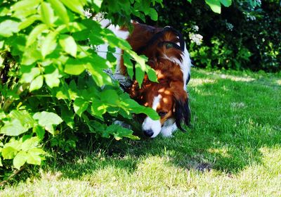 Horse on grassy field