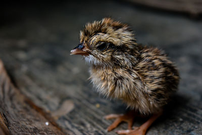 Close-up of baby chicken on wood