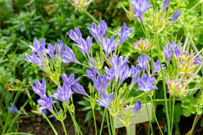 plant