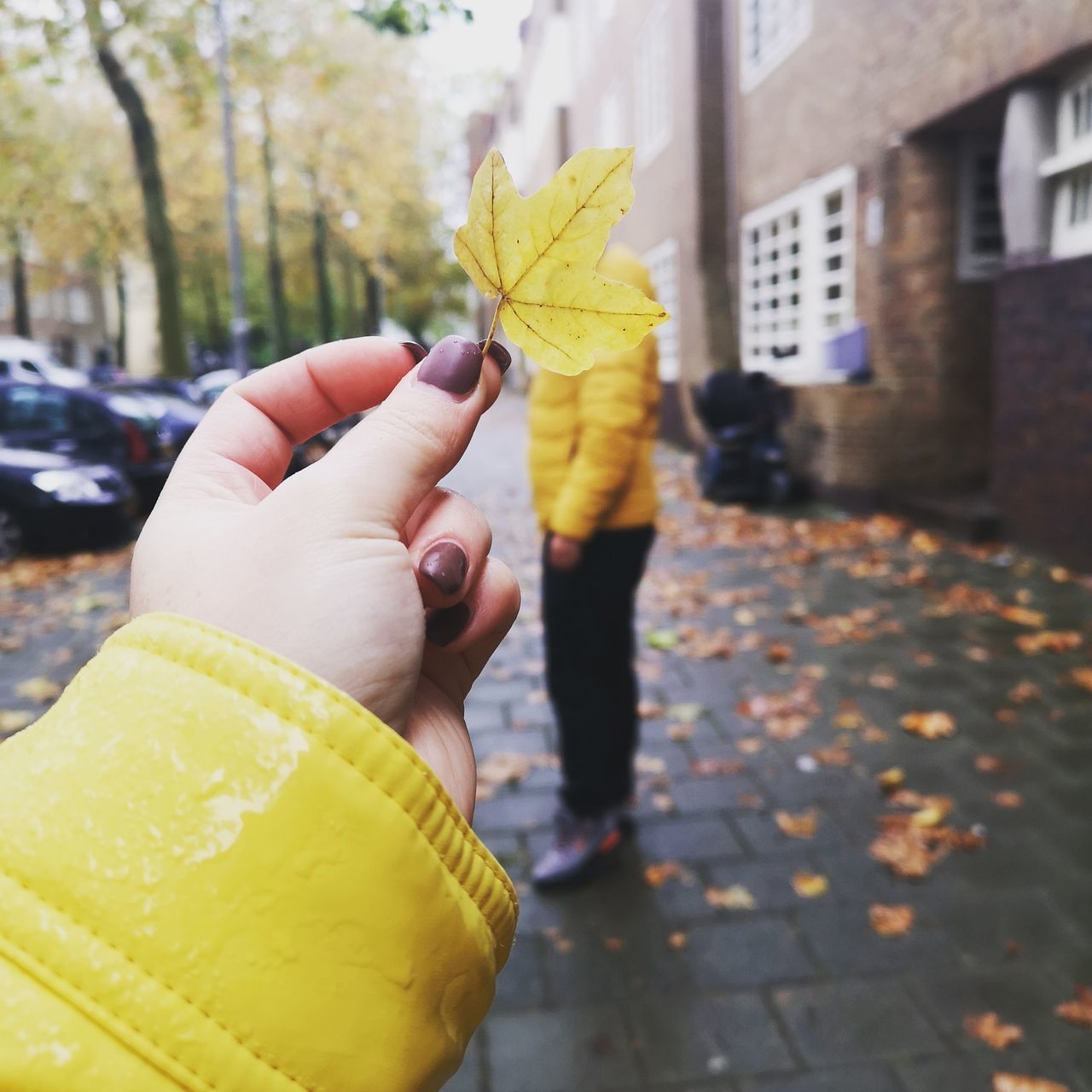 human hand, hand, yellow, real people, human body part, holding, leaf, plant part, one person, finger, lifestyles, autumn, human finger, unrecognizable person, body part, architecture, day, personal perspective, change, built structure, outdoors, human limb, leaves