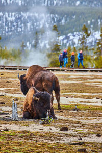 Horses standing on field