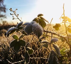 Close-up of flowering plants on field against sky