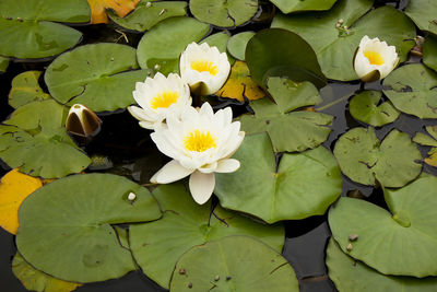Close-up of lotus water lily in pond