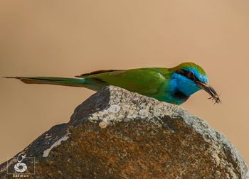 Close-up of bird perching on leaf