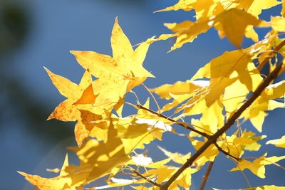 Low angle view of yellow maple leaves