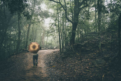 Rear view of a man walking in forest