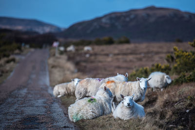 Sheep in farm against sky