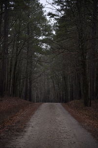 Dirt road amidst trees in forest