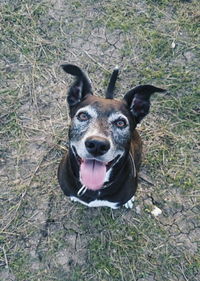 Portrait of dog in grass