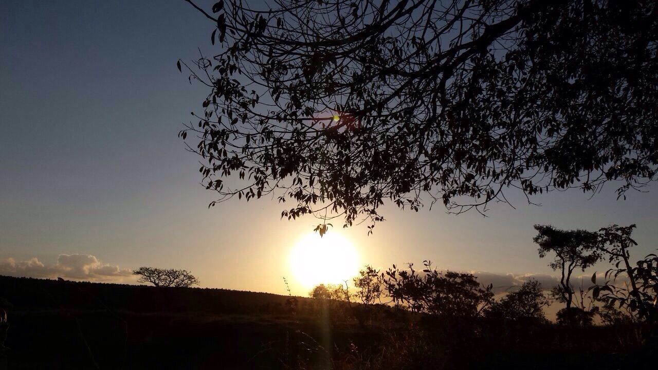 sun, sunset, silhouette, sunlight, tranquility, sunbeam, tranquil scene, tree, beauty in nature, lens flare, scenics, nature, sky, low angle view, back lit, idyllic, growth, branch, clear sky, landscape