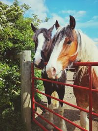 Horse in ranch