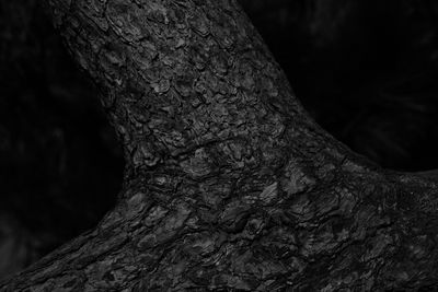 Close-up of tree trunk