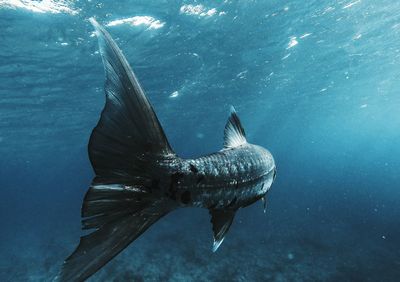 Fish swimming in sea