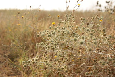 Close-up of yellow flowering plants on field