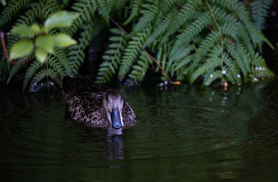 View of ducks swimming in lake