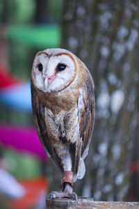 Close-up of owl perching on branch