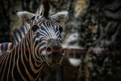 Close-up portrait of a tiger