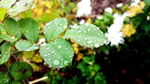 Close-up of wet plant